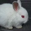 redeye.rabbit