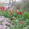 dilokurdi2