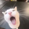 wquiws