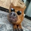 M A P L E🐷