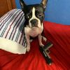 dogwithagun1
