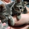 syriccatman