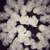 mwxlii_