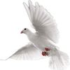 shafiqkhan9165
