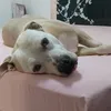 raulxpancho
