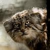 pallascat98