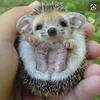 hedge_hogs13579