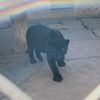 black panther