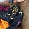 doxie_girl13