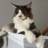 thefluffycoon