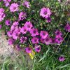 aynur_aynur_19