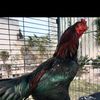 malikfiyaz051