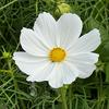 white_flower57