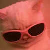 rachteabiscuit