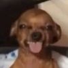 zigorky