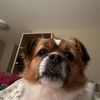 mydogbarky