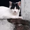 andraofc3