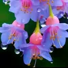 camnhung29