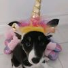 freyaunicorncollie
