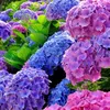 purple.hydrangeas