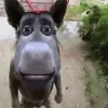 ilkababra