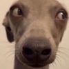racoonankles69