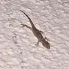 ninja_lizard1