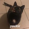 poekiesoldaat