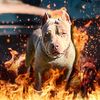 raw.dog.kennel