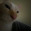 gamingandcatvideo