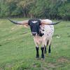 boggs_cattle_farm