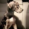 rocky_the_great_dane19