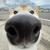 lmnhut_19