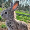 rabbits960