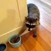 mr_raccoonx