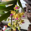 haphat6868