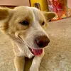 hoang_van_khoi