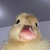 bxrri_ky