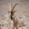 نیشتیمانم کوردستان
