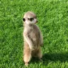suri_y_cloe_y_timon