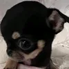 lopeswhy_