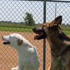 muttsnsheps