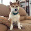 mokitheshiba