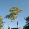norelyndayrit