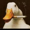 duckduck895