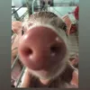 _ktram1