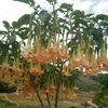 thanhdinh95862