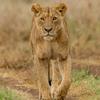 lioness.ghalya