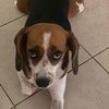 perromalix