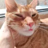 pipino_masterino